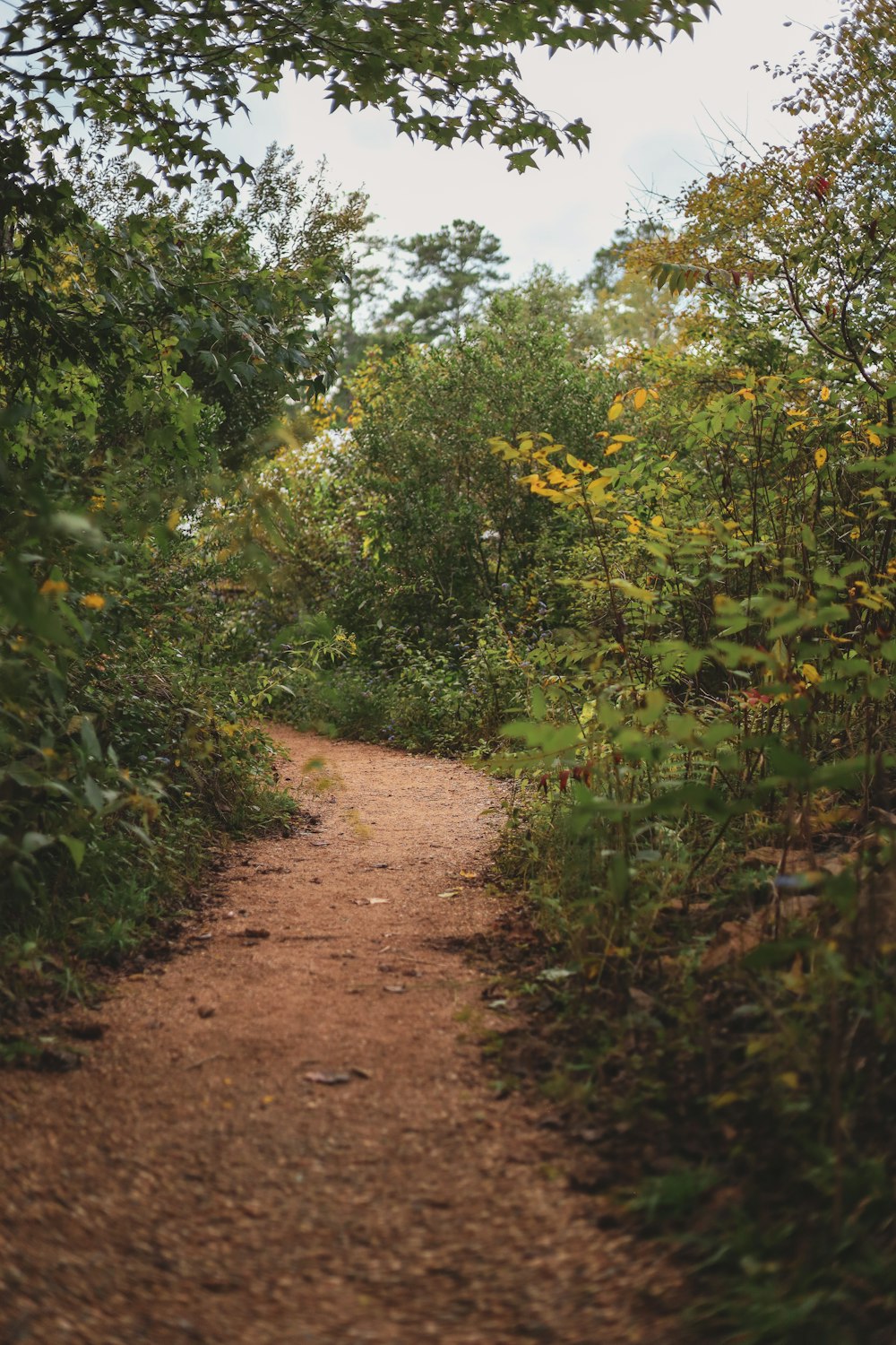 a dirt path in the middle of a forest