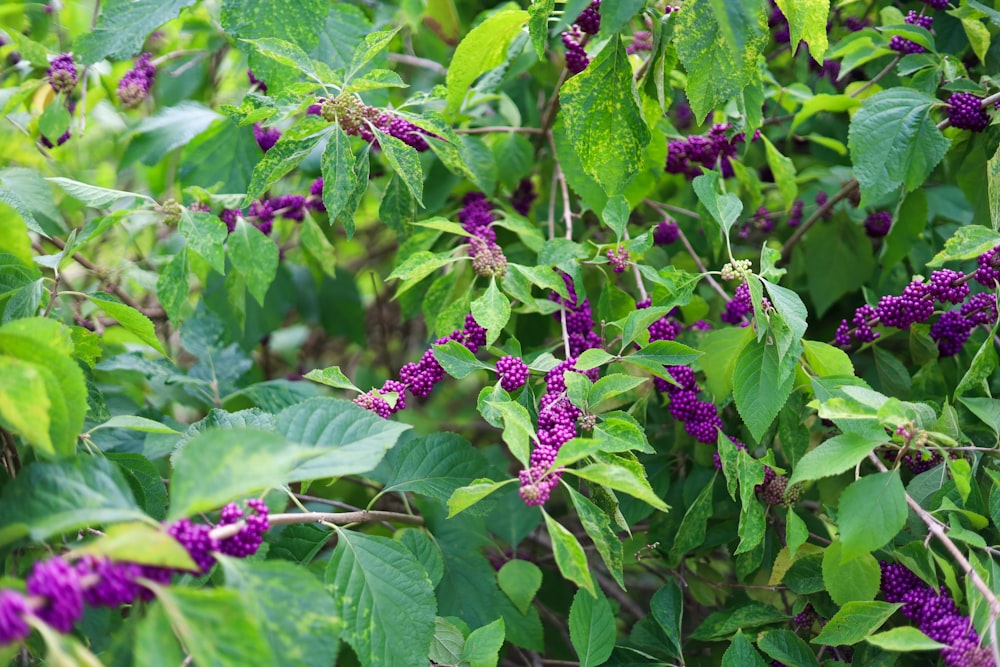 a bush with purple flowers and green leaves