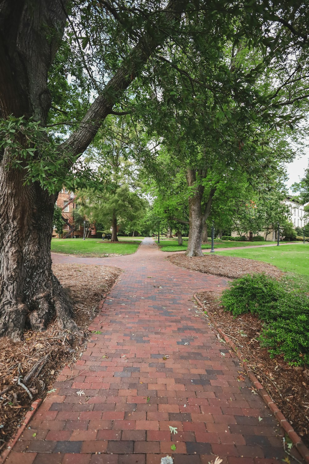 a red brick walkway between two trees in a park