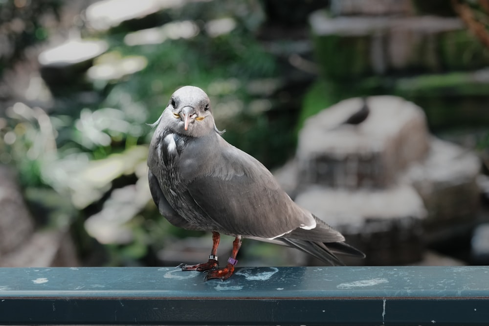 a gray and white bird sitting on top of a table