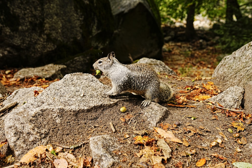 a squirrel standing on top of a pile of rocks