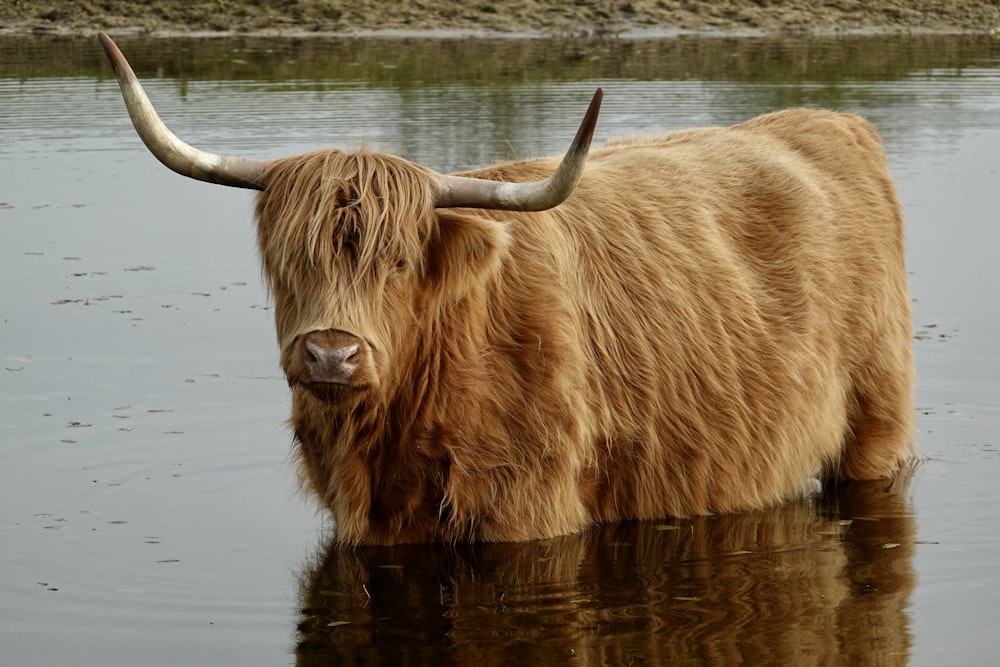 a long haired bull standing in a body of water