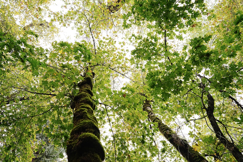 looking up at tall trees in a forest