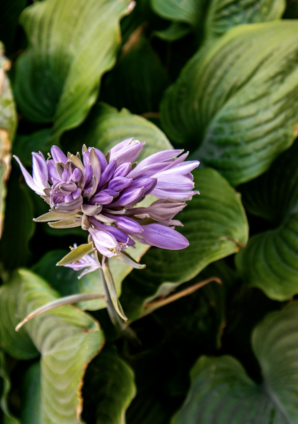 a purple flower surrounded by green leaves