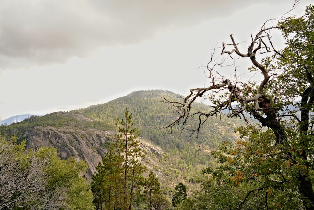 a view of a mountain from a wooded area