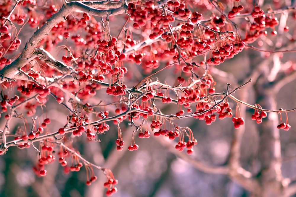 a close up of a tree with red berries