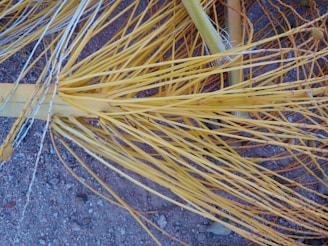 A tangled network of dried yellow palm fronds is sprawled across a gravelly surface, creating a complex pattern of lines and textures. The strands are intertwined and exhibit varying shades of yellow, from light to dark, with hints of white along the edges.