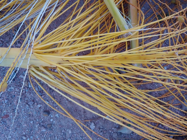 A tangled network of dried yellow palm fronds is sprawled across a gravelly surface, creating a complex pattern of lines and textures. The strands are intertwined and exhibit varying shades of yellow, from light to dark, with hints of white along the edges.