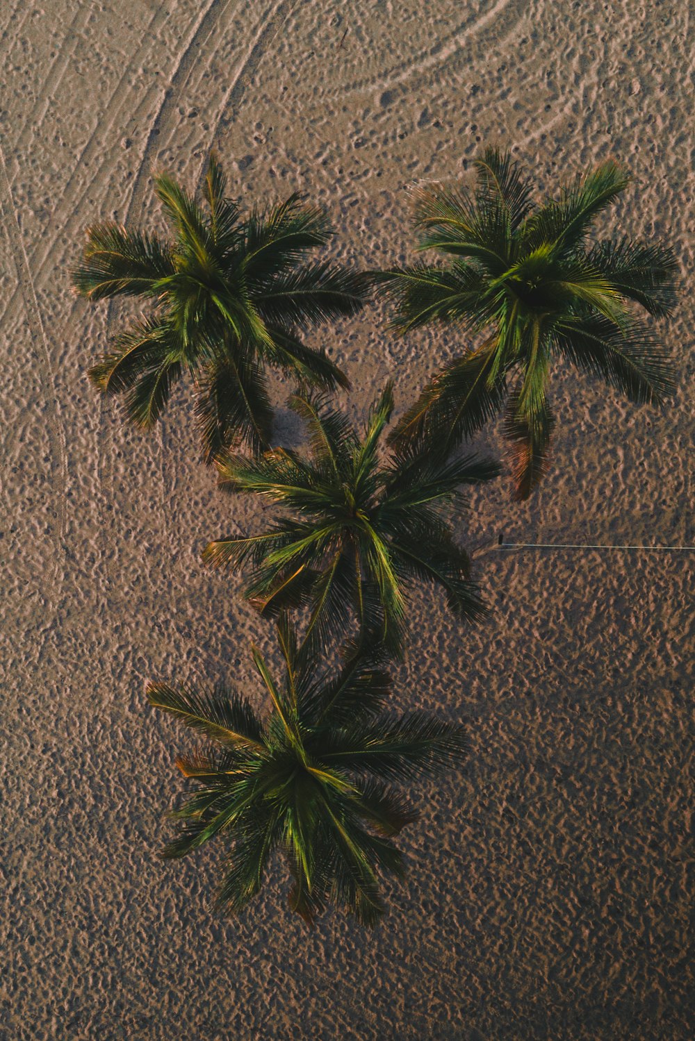 a couple of palm trees sitting on top of a sandy beach