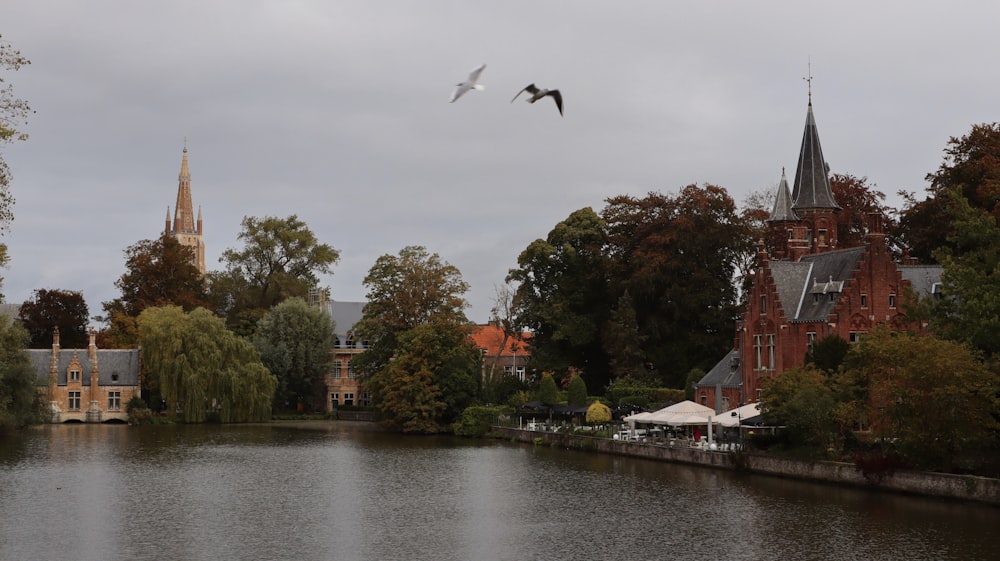 a bird flying over a body of water