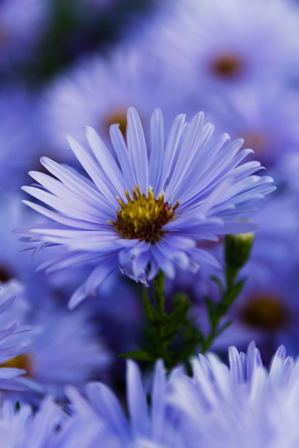 a close up of a bunch of purple flowers