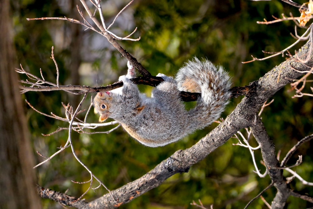 Uno scoiattolo è appeso a testa in giù su un ramo di un albero