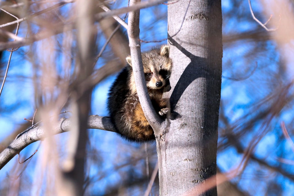 a raccoon climbing up a tree in a forest