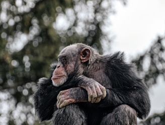 A focused predator quietly observing a noisy group of chimps in the wild.