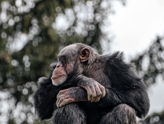 A focused predator quietly observing a noisy group of chimps in the wild.