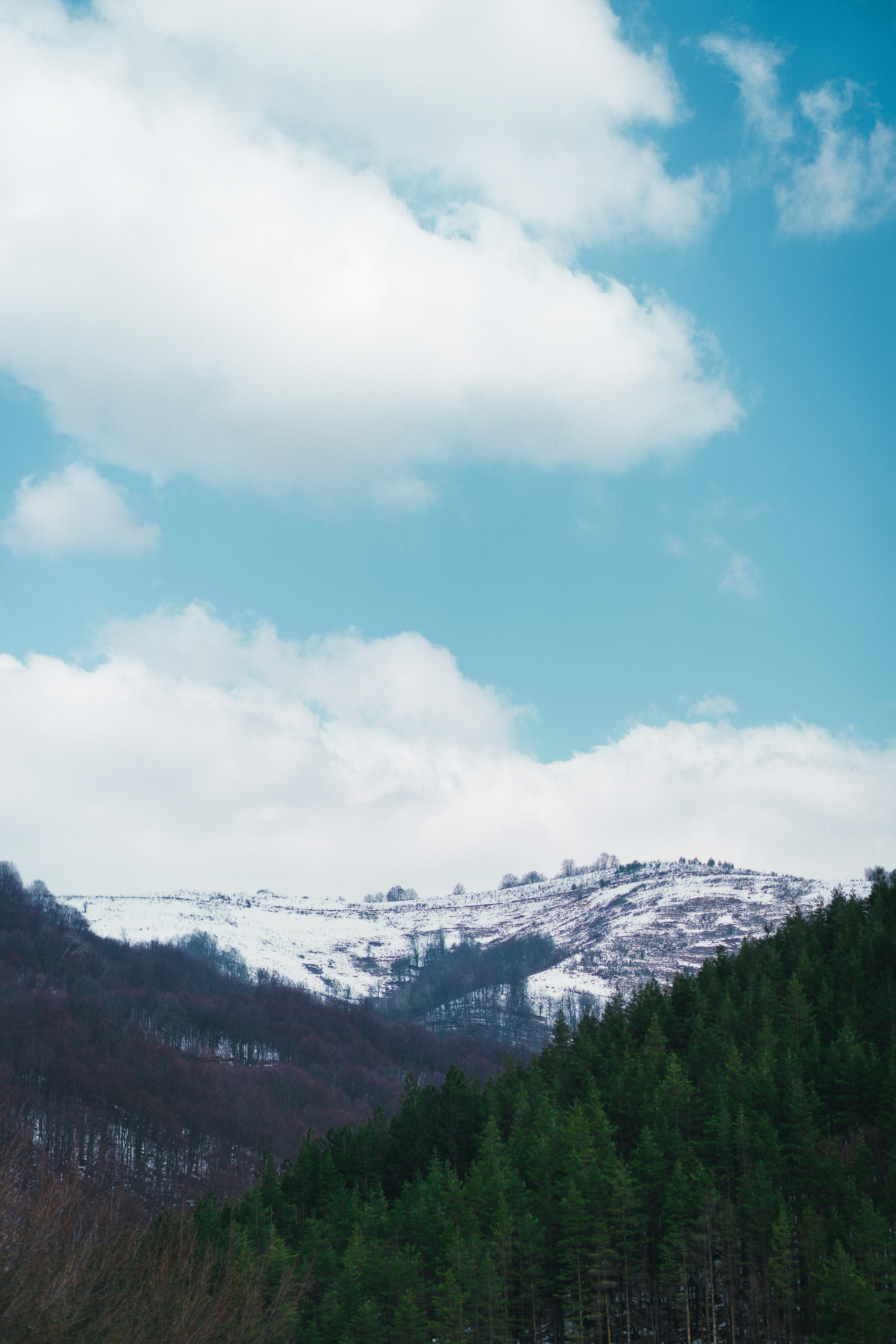 a snow covered mountain with a forest in the foreground