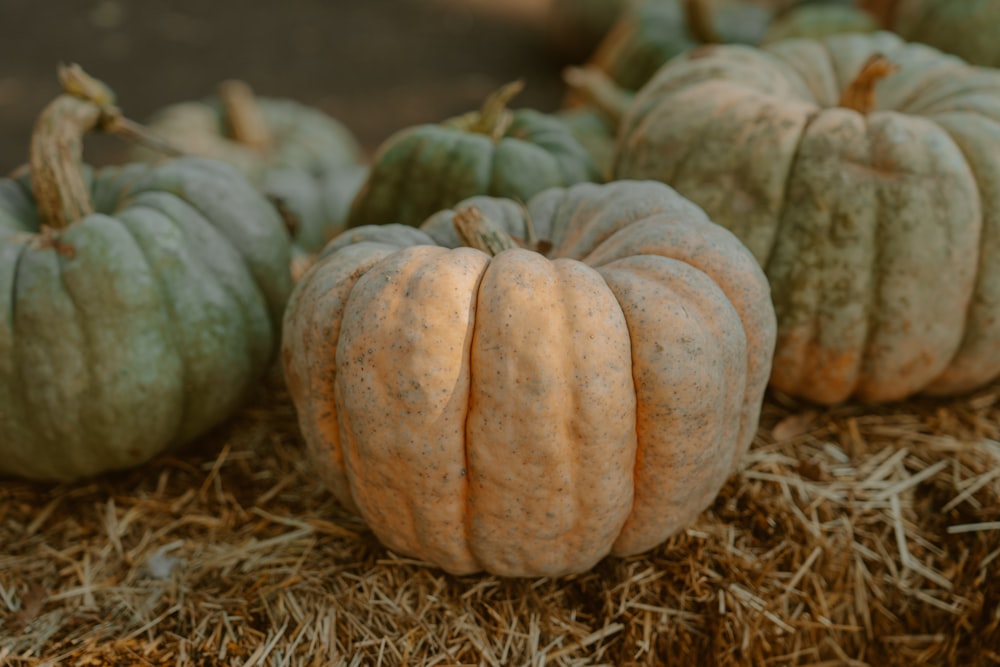 a group of pumpkins sitting on top of a pile of hay