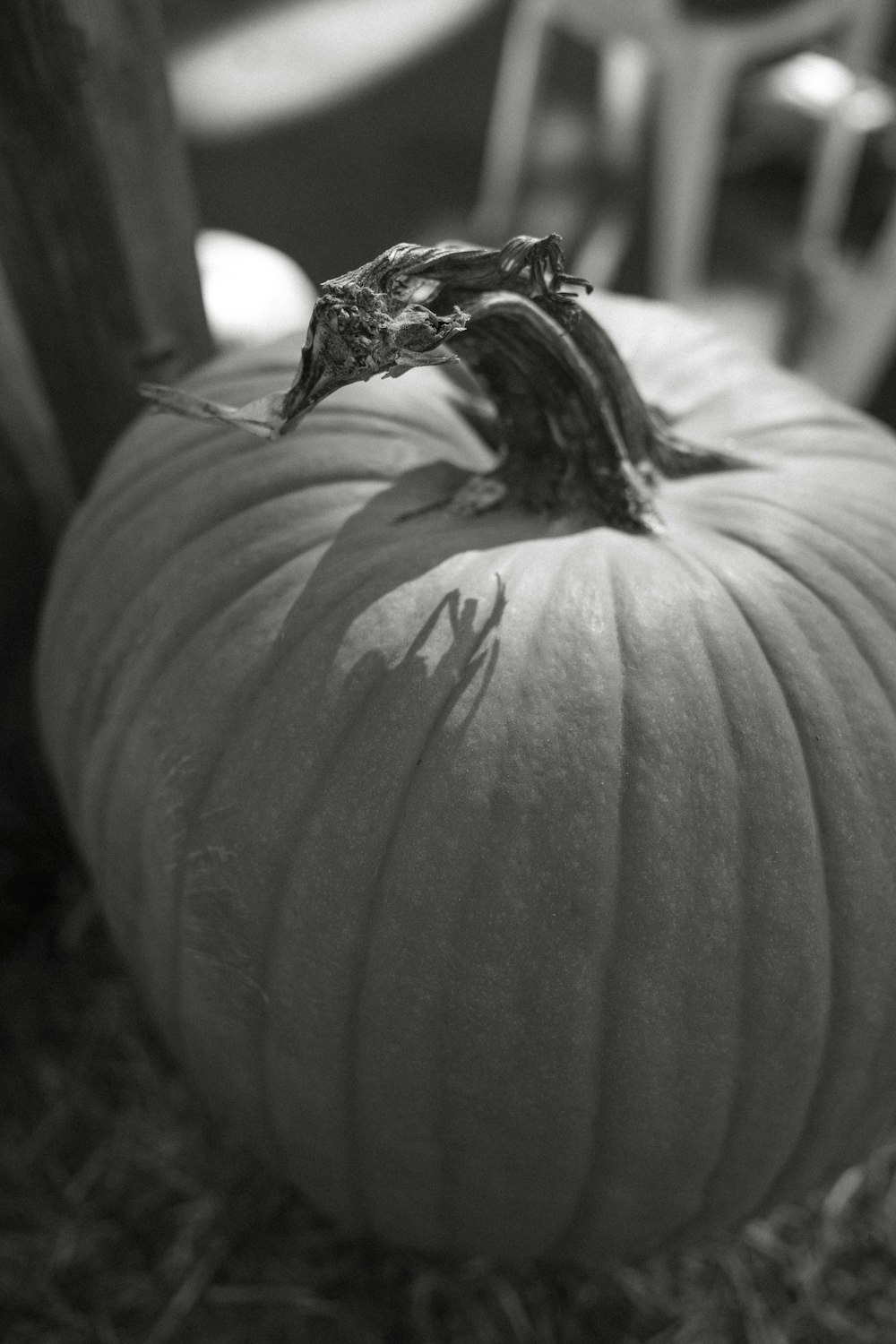 a black and white photo of a pumpkin