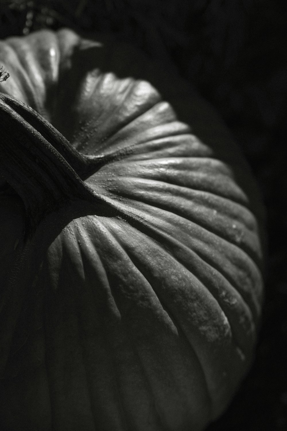 a black and white photo of a pumpkin