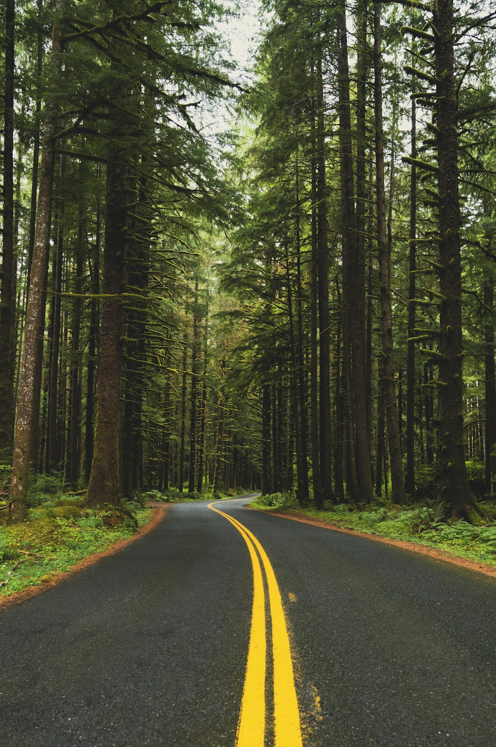 a road in the middle of a forest with tall trees