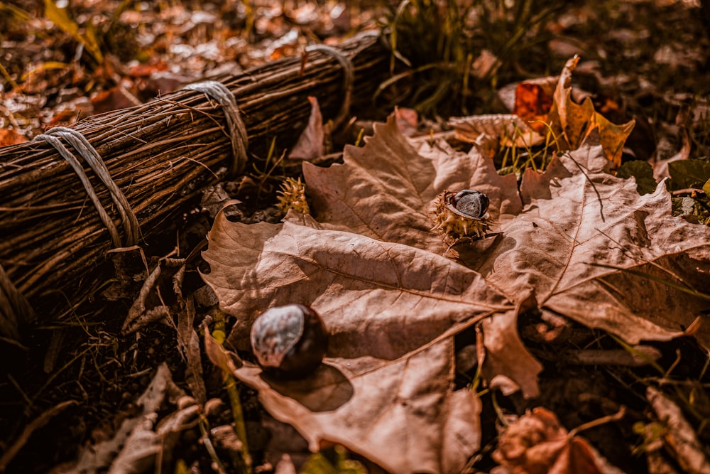 a bunch of leaves laying on the ground