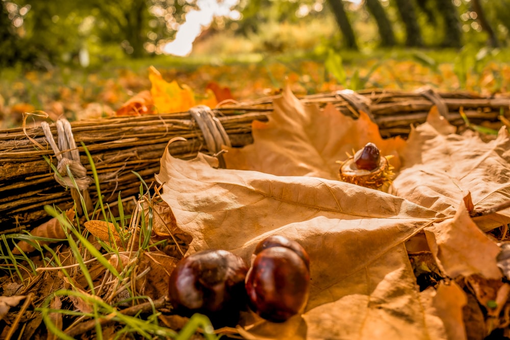 a close up of leaves and acorns on the ground