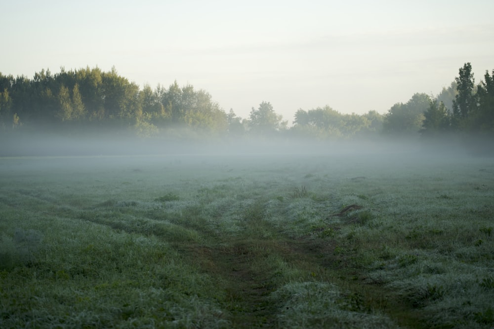 a foggy field with trees in the background