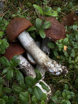 Three brown-capped mushrooms with speckled white stems are nestled among green vegetation and patches of moss on a forest floor. The mushrooms are partially covered by thick green leaves, and the ground is obscured by small plants and pine needles.