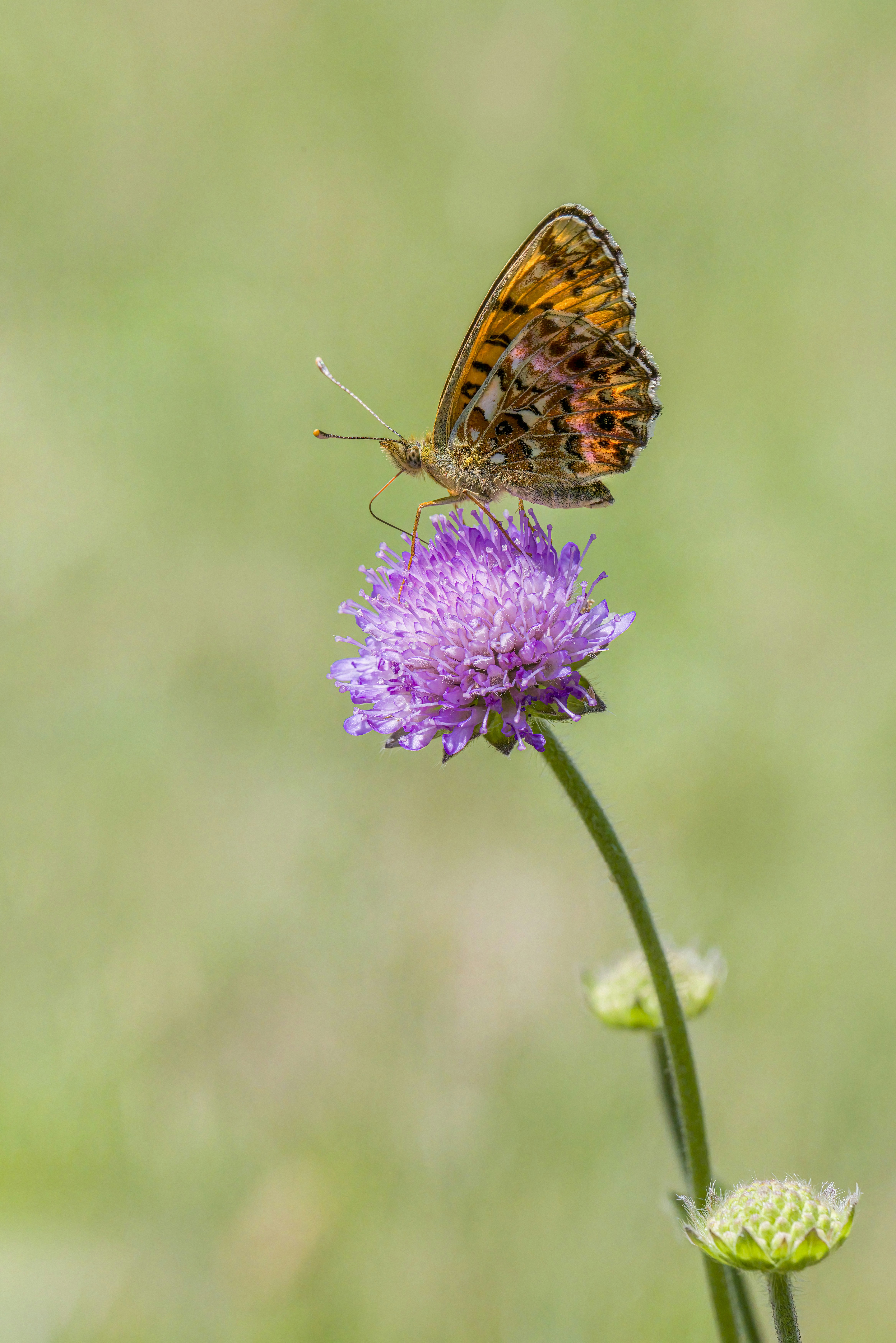 Photo by erik_karits