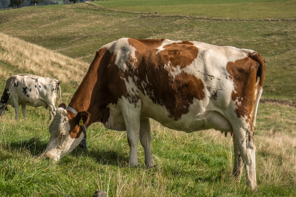 une vache brune et blanche mangeant de l’herbe dans un champ