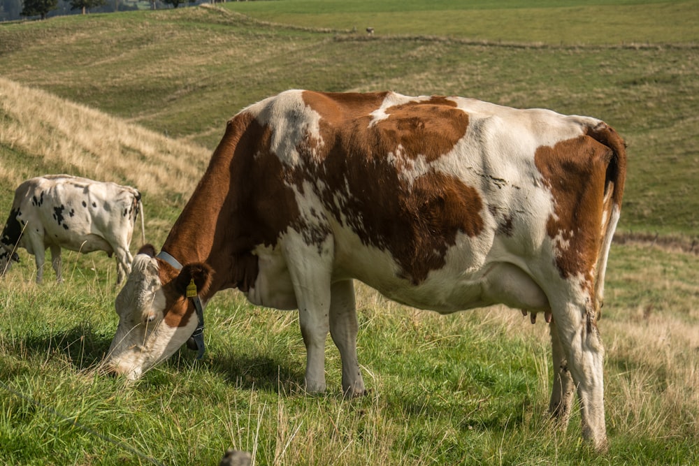 a brown and white cow eating grass in a field