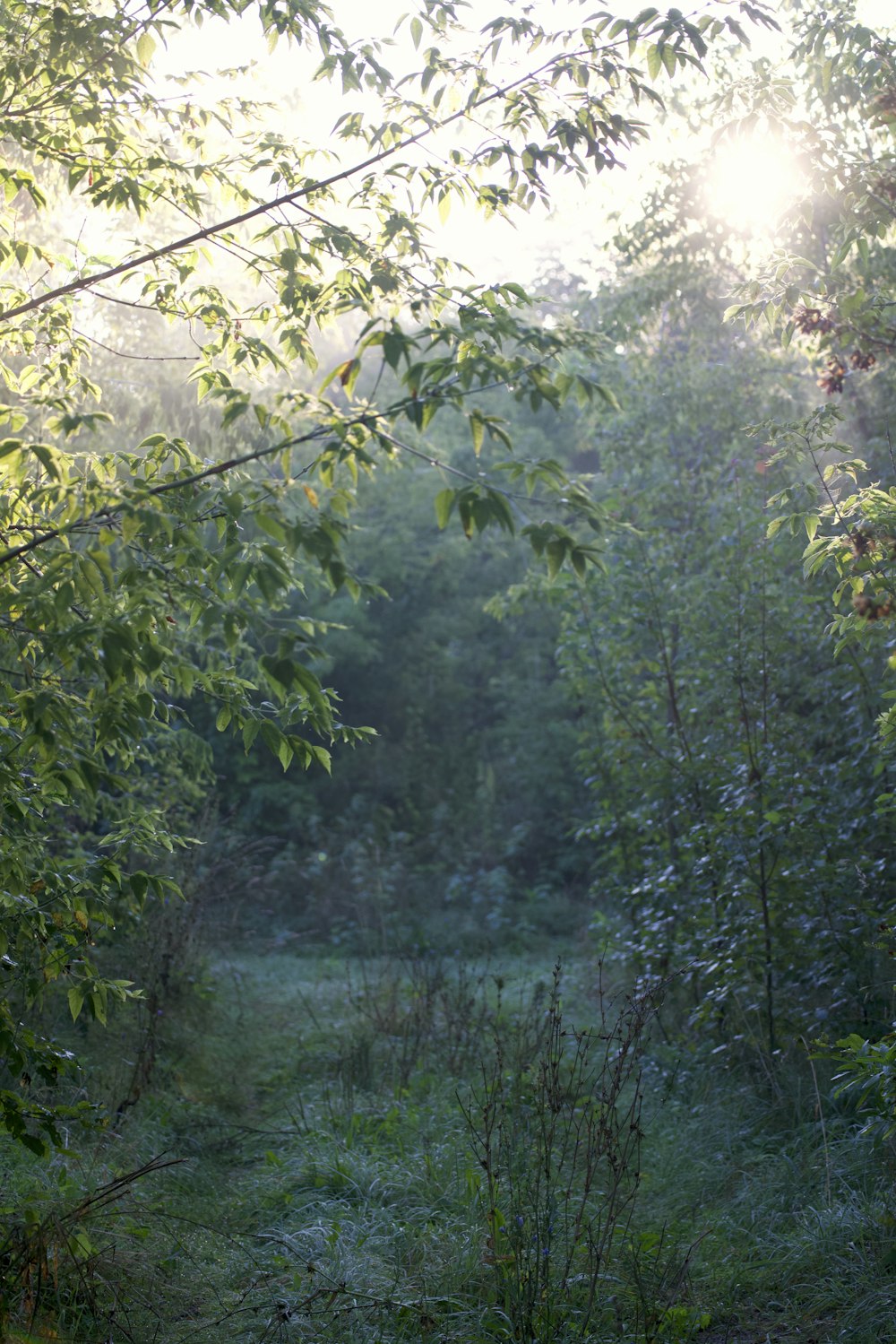 a bench sitting in the middle of a forest