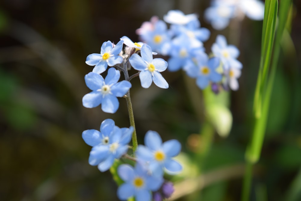 a group of small blue flowers sitting on top of a lush green field