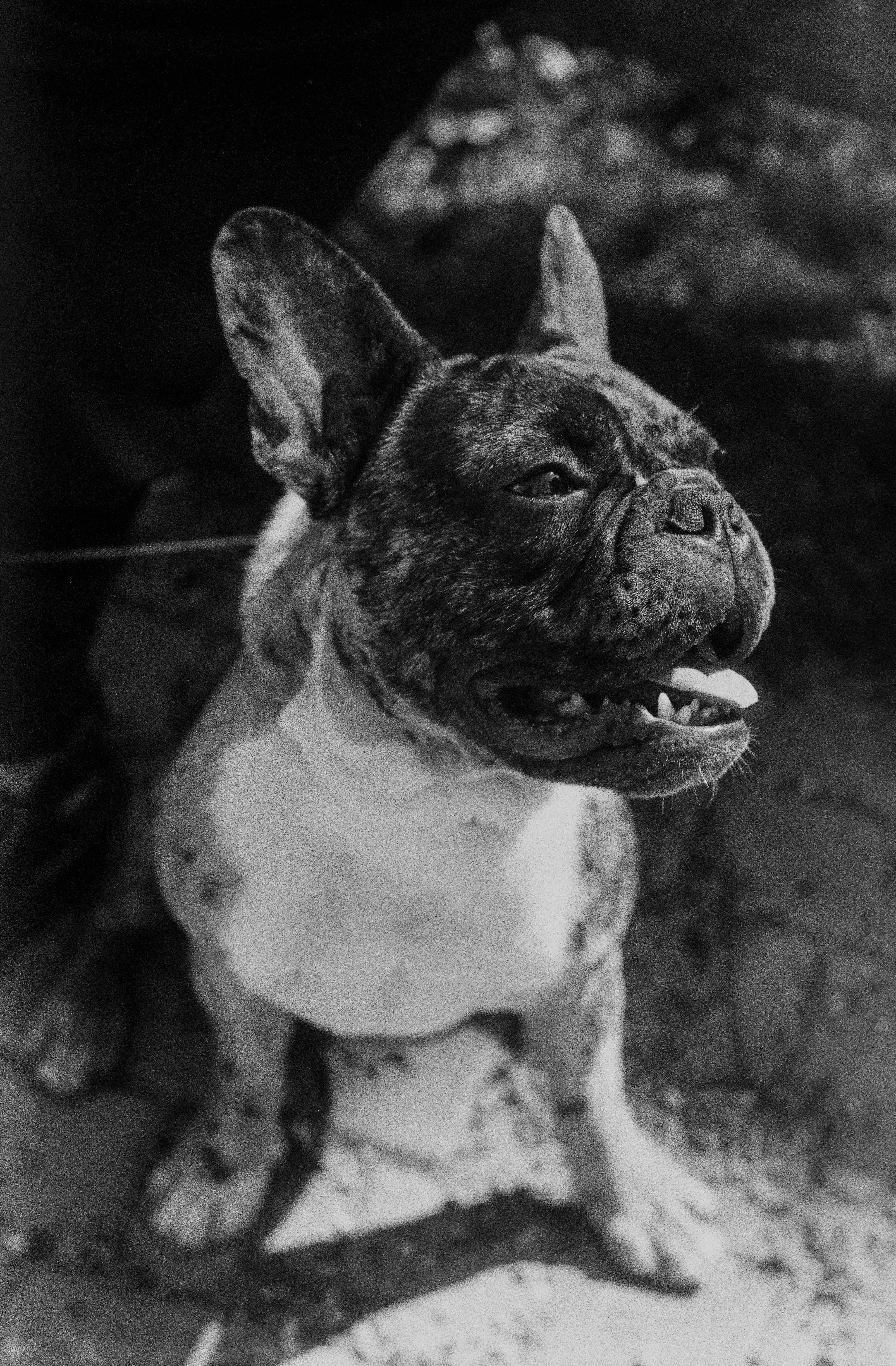 Collar cómodo y seguro