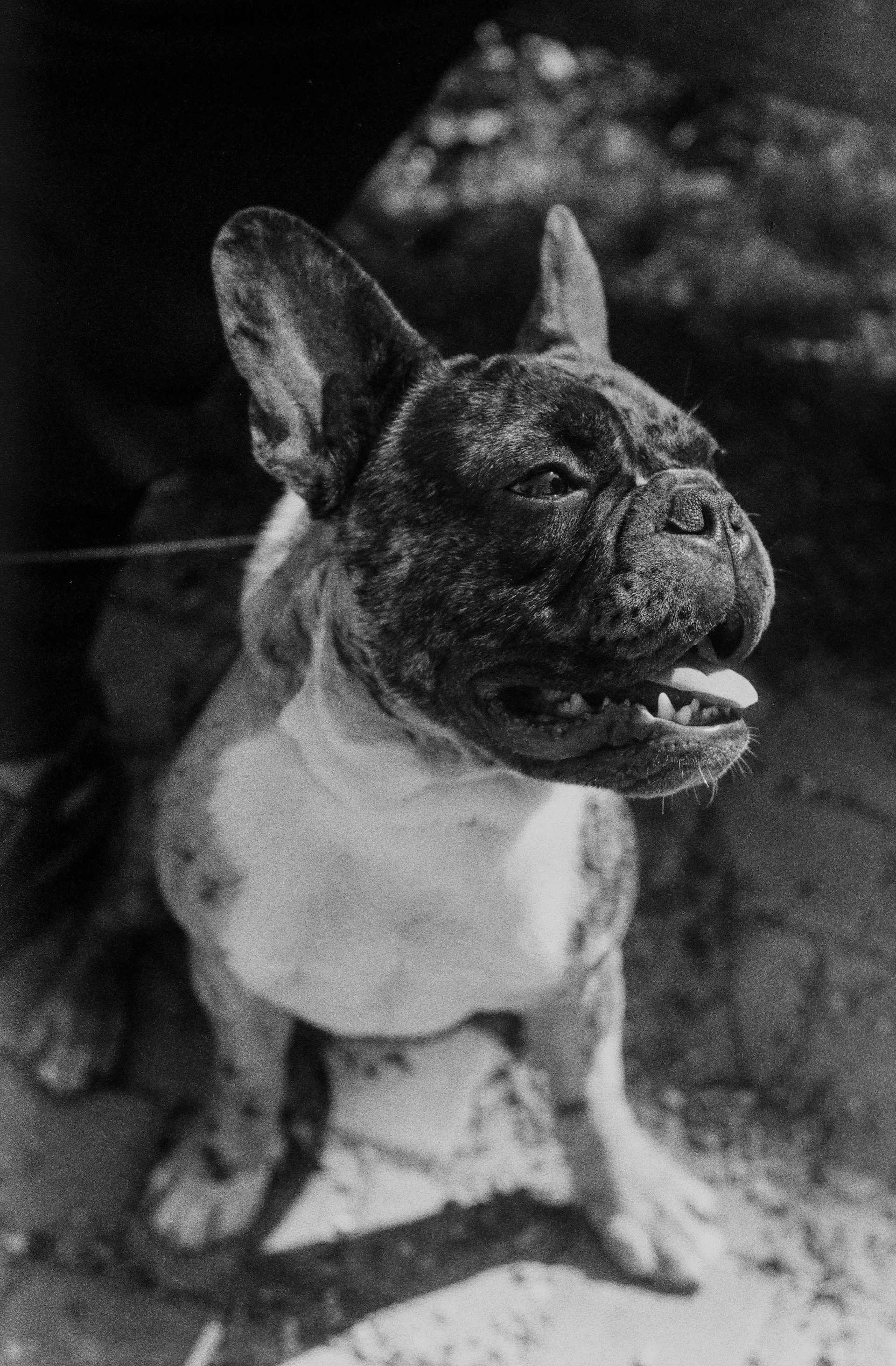 A candid moment capturing a joyful French bulldog mid-play in a sun-dappled garden, with rich shadows enhancing the scene.