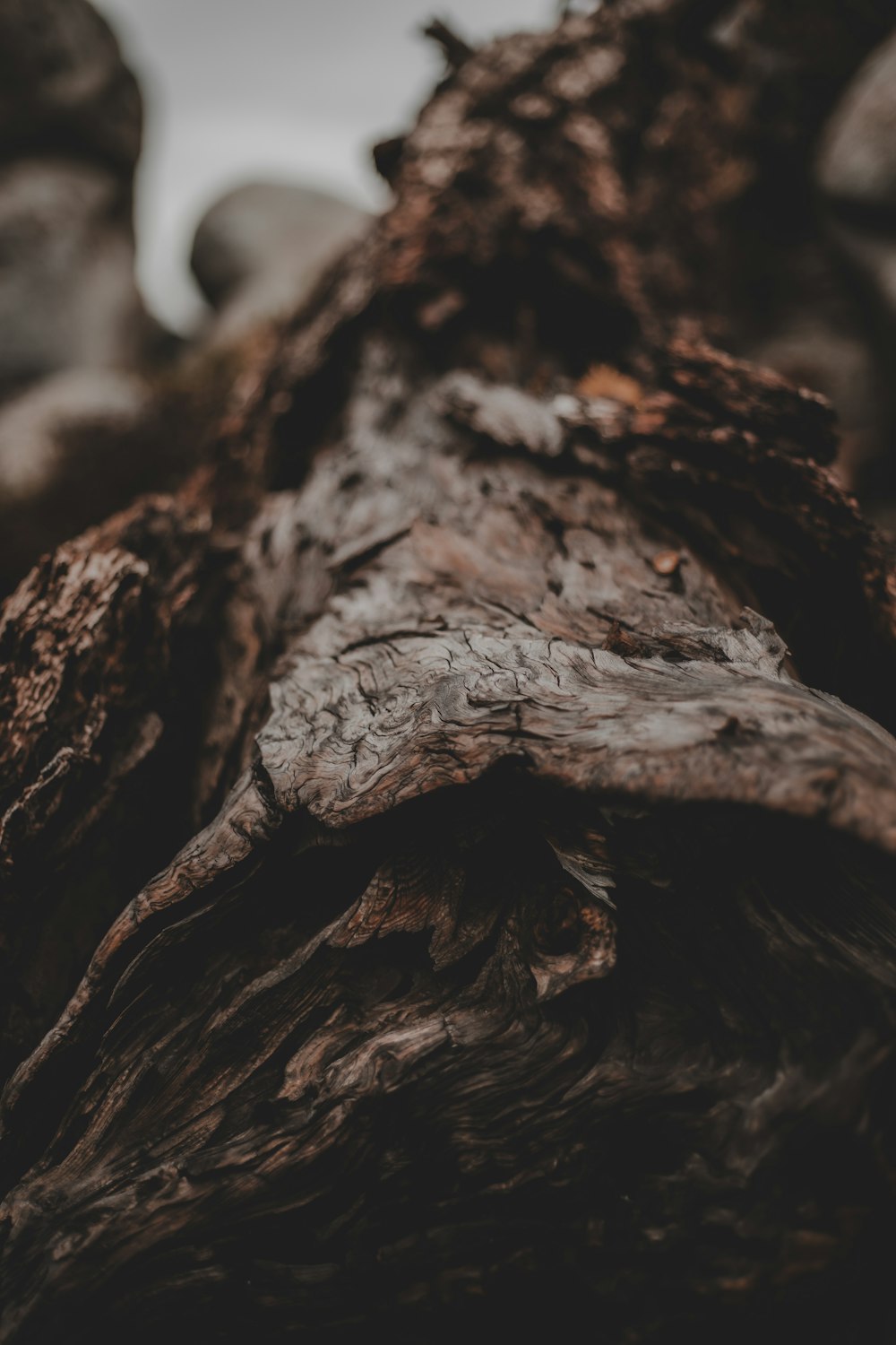 a close up of a tree trunk with rocks in the background