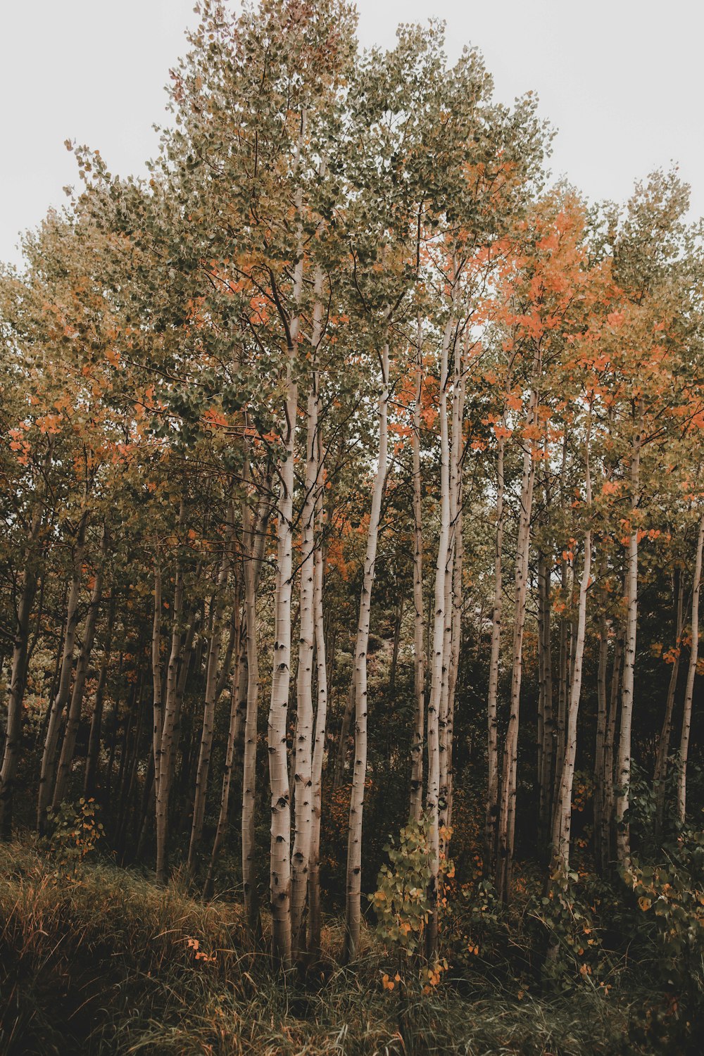 a forest filled with lots of tall trees