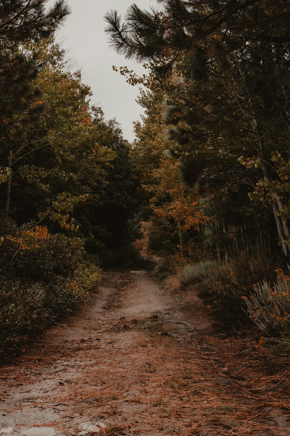 a dirt road in the middle of a forest