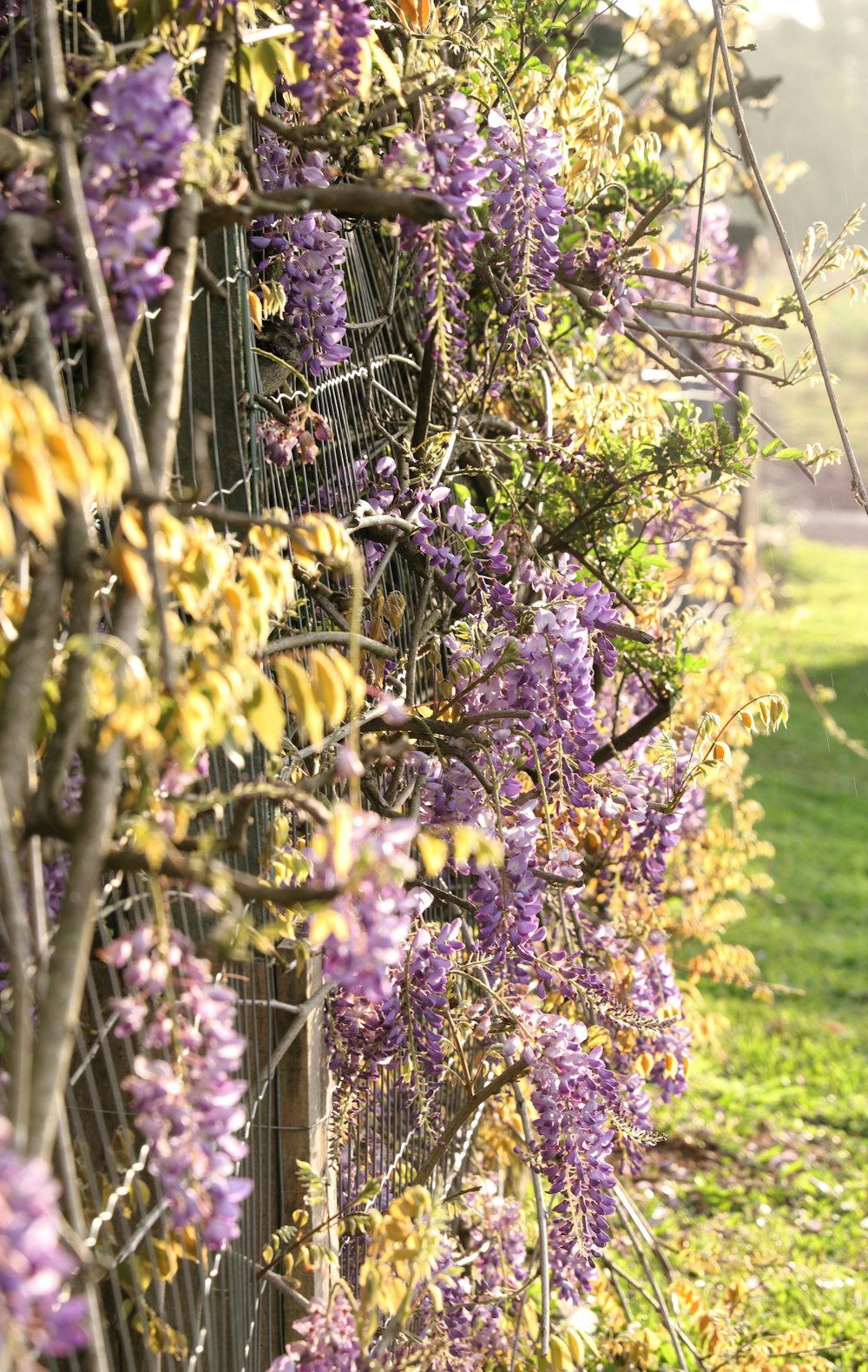 a fence with purple flowers growing on it