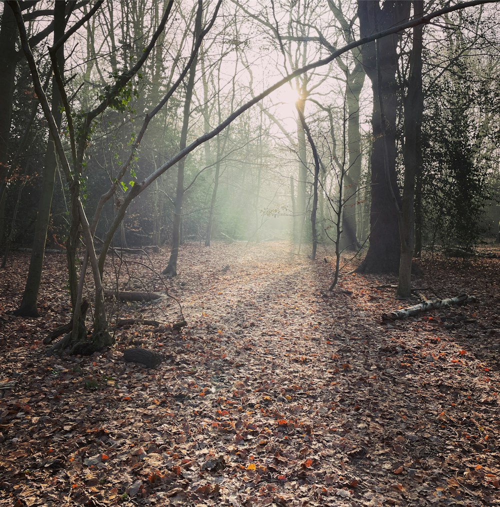Un camino a través de un bosque con muchas hojas en el suelo