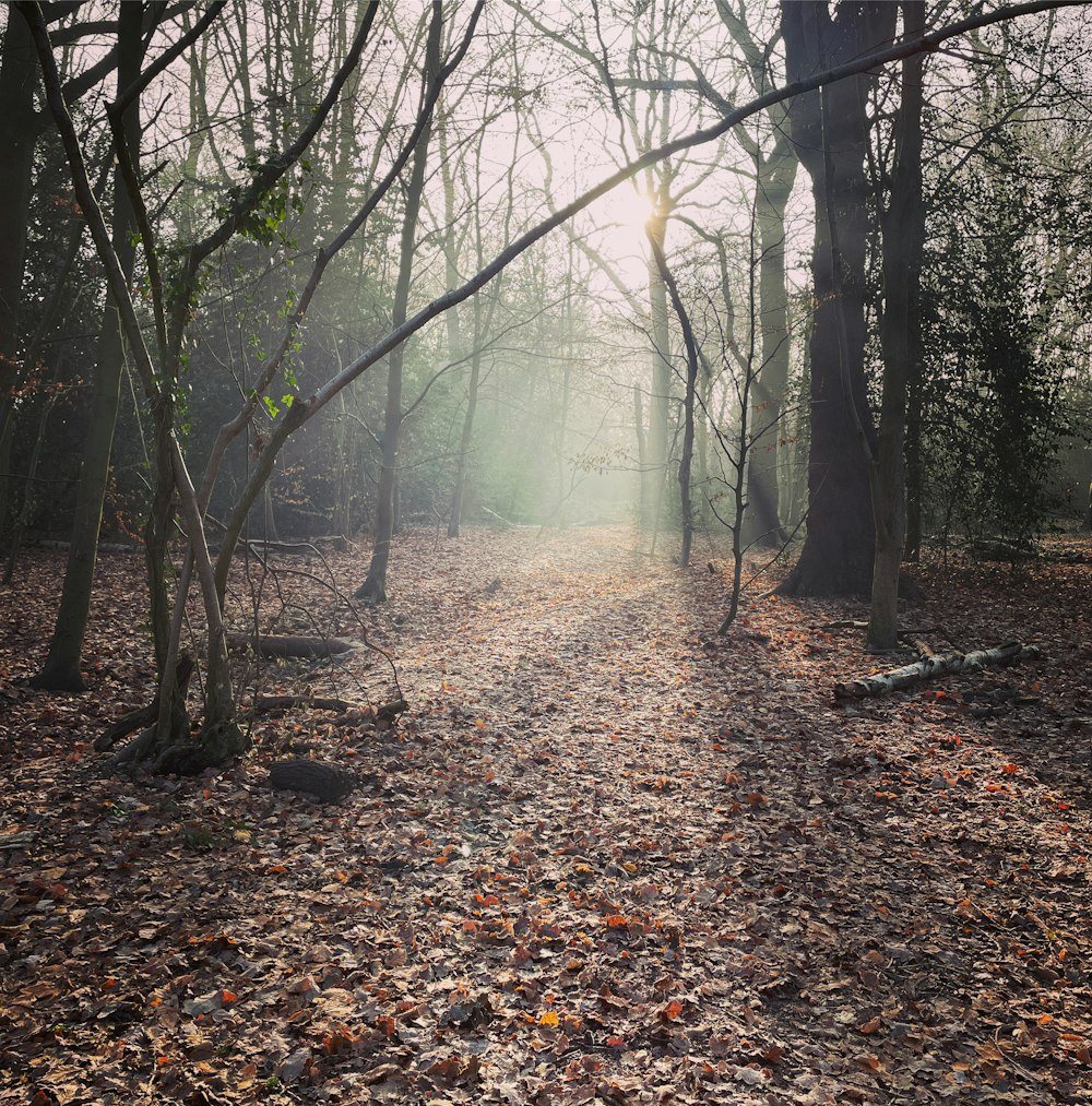 a path through a forest with lots of leaves on the ground