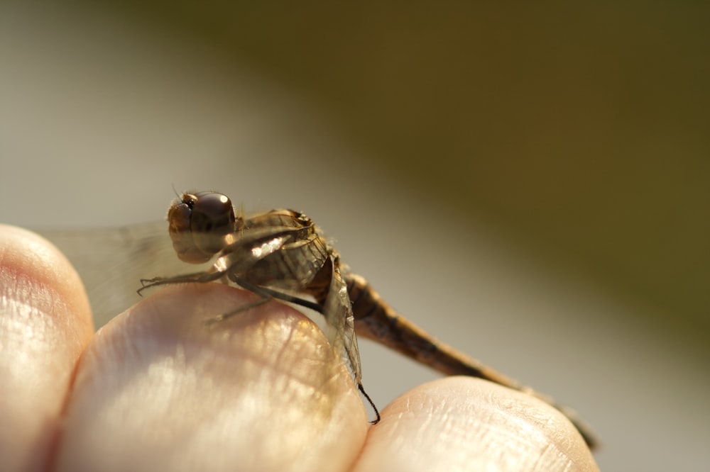 a close up of a person holding a small insect