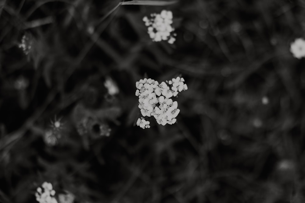 a black and white photo of a bunch of flowers