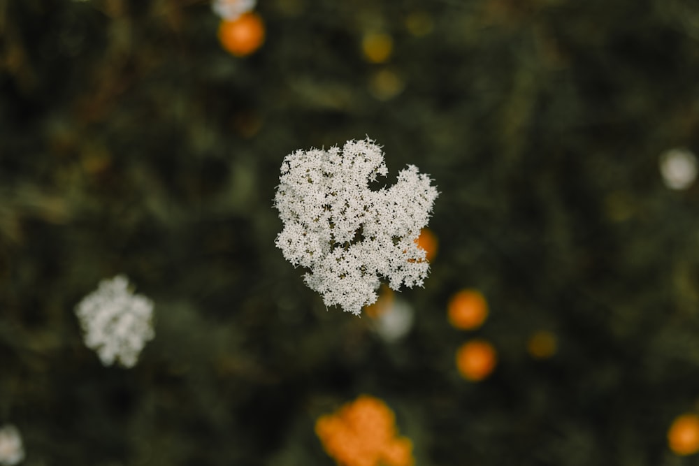 a close up of a white flower on a tree