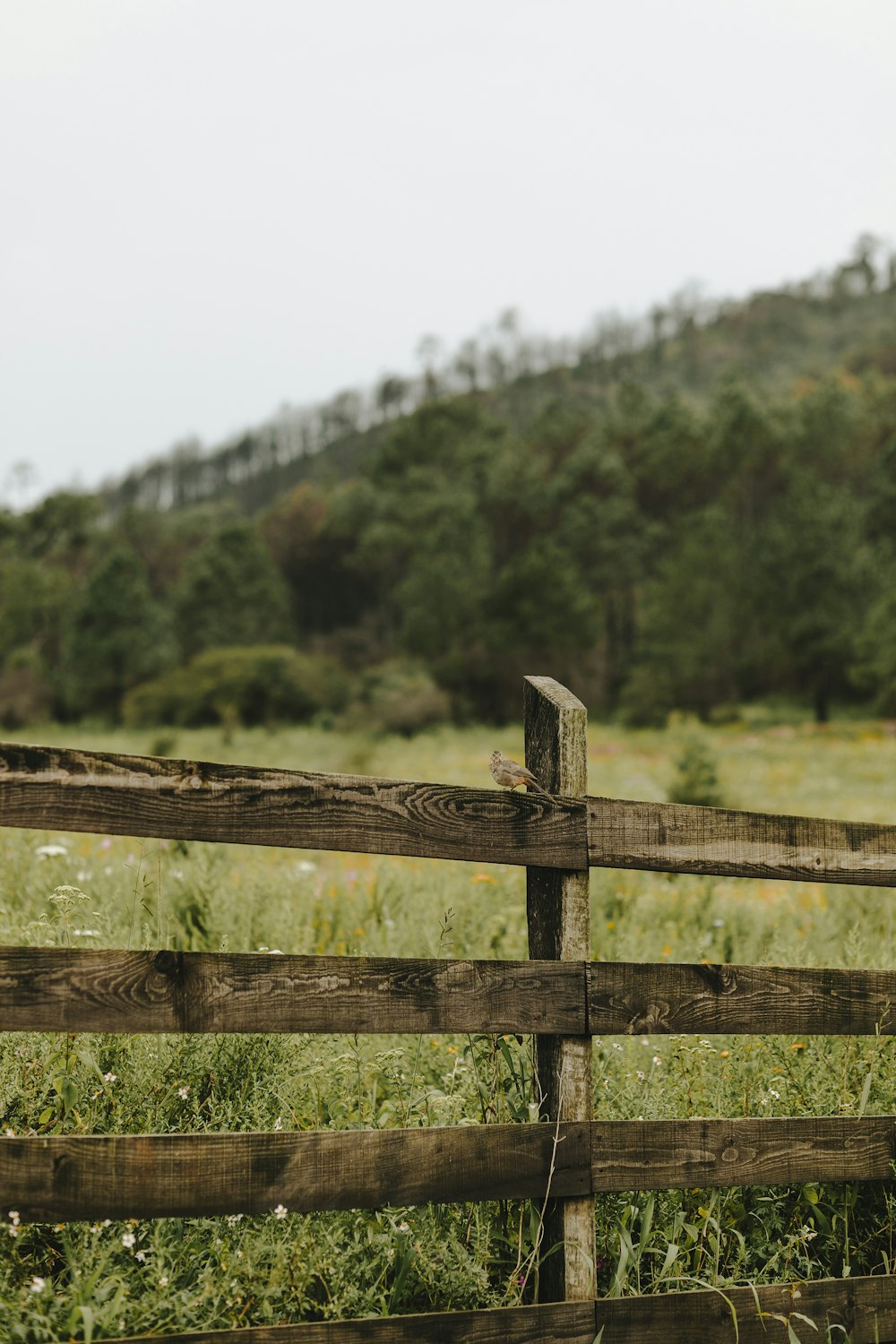 a wooden fence in front of a lush green field