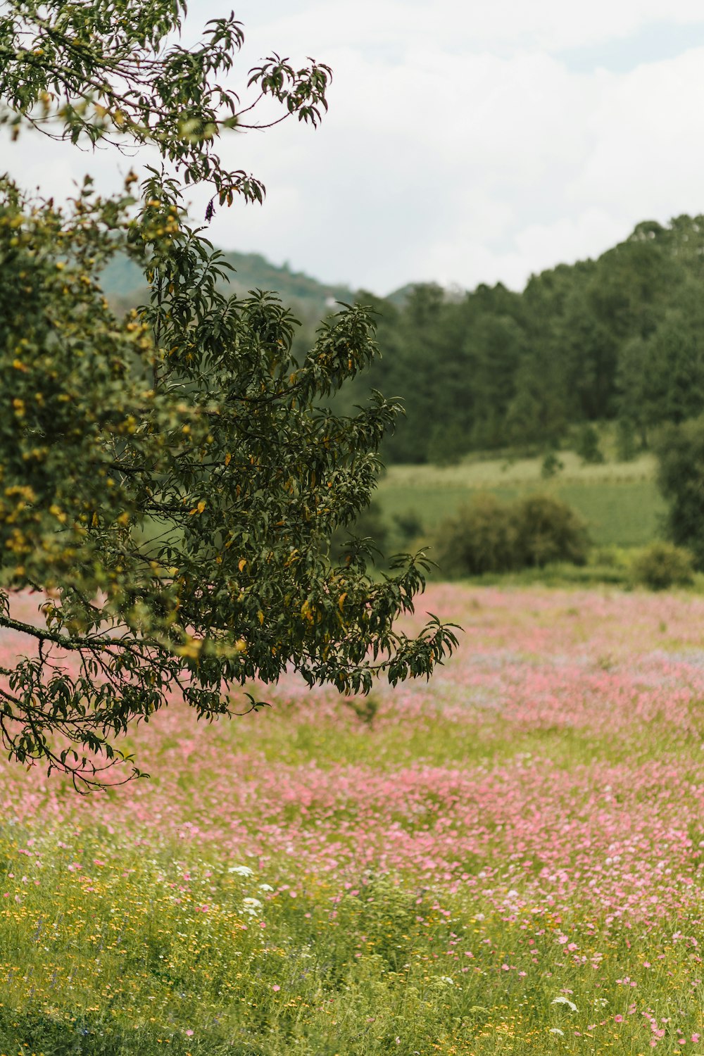 a field full of pink flowers and trees