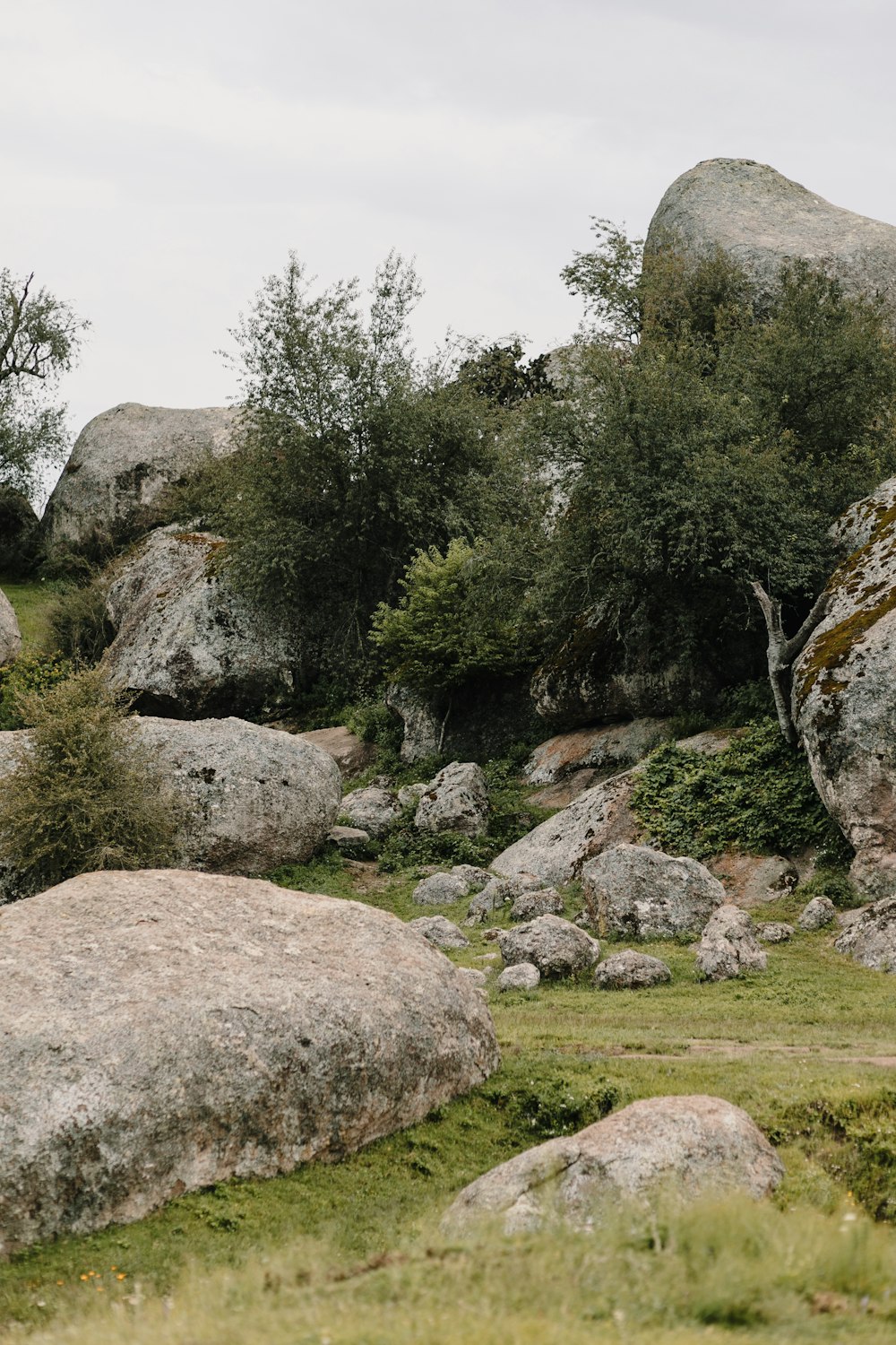 uma girafa em pé no topo de um campo verde exuberante