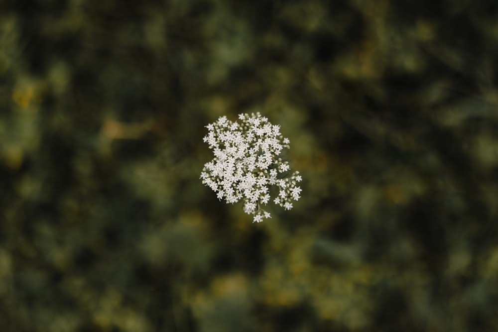 a cluster of snow flakes sitting on top of a tree