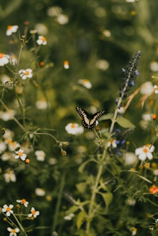 a butterfly sitting on a flower in a field