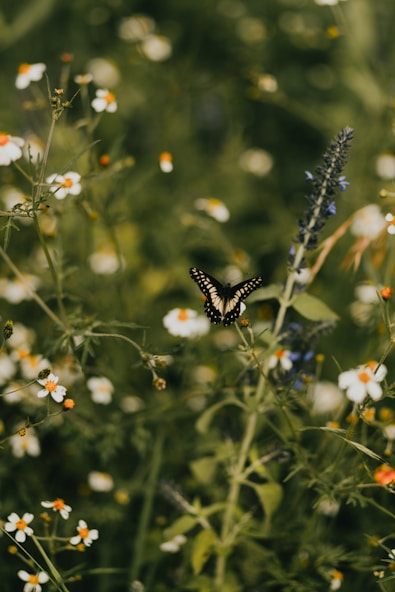 a butterfly sitting on a flower in a field